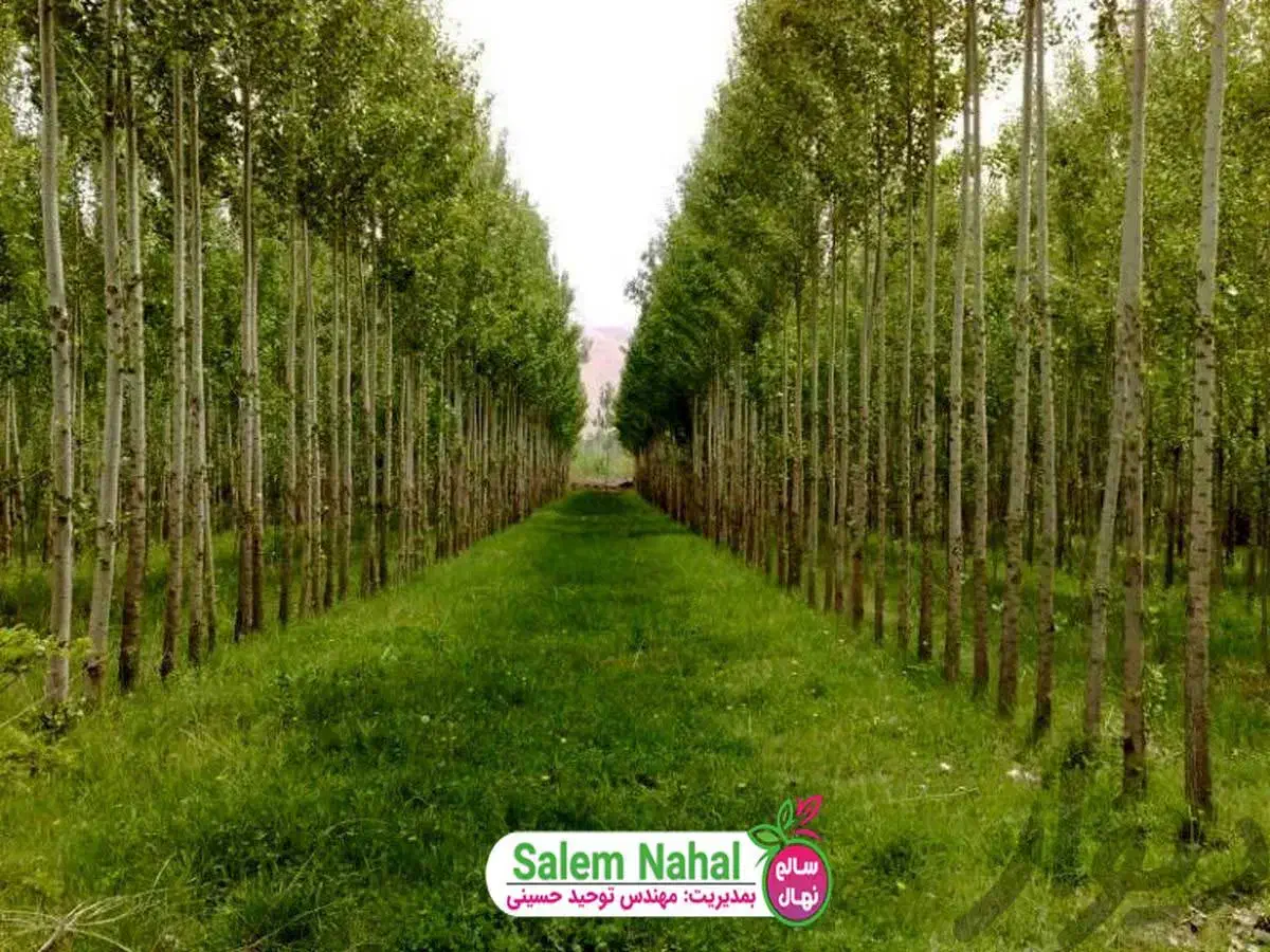 صنوبر نیگرا۲متری سود بالا انتخاب هوشمندانه|خدمات باغبانی و درختکاری|چالدران, |دیوار