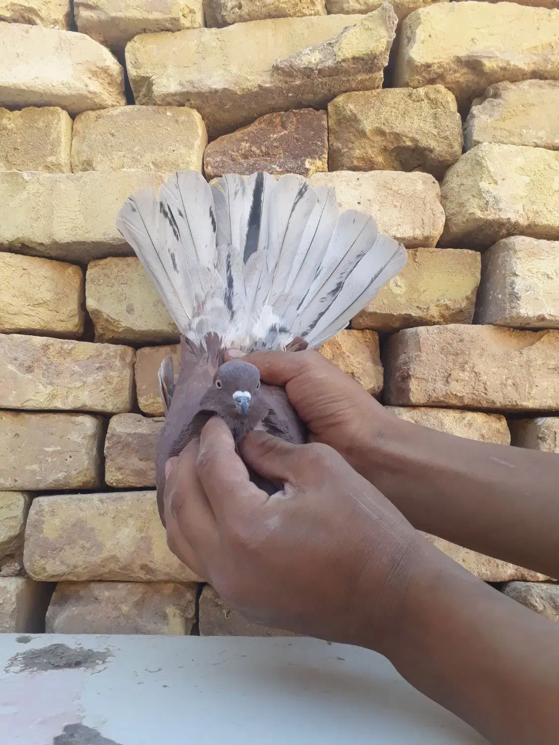 فروش دو عدد کبوتر پرشی ضمانتی|پرنده|اردکان, |دیوار