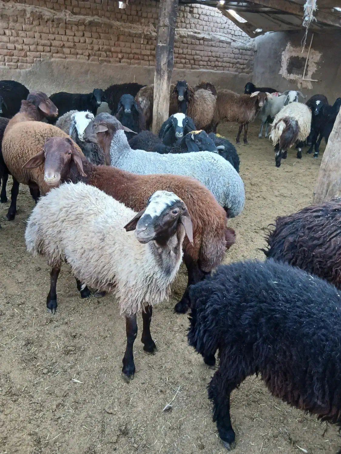 گوسفند زنده|حیوانات مزرعه|قم, قلعه صدری|دیوار