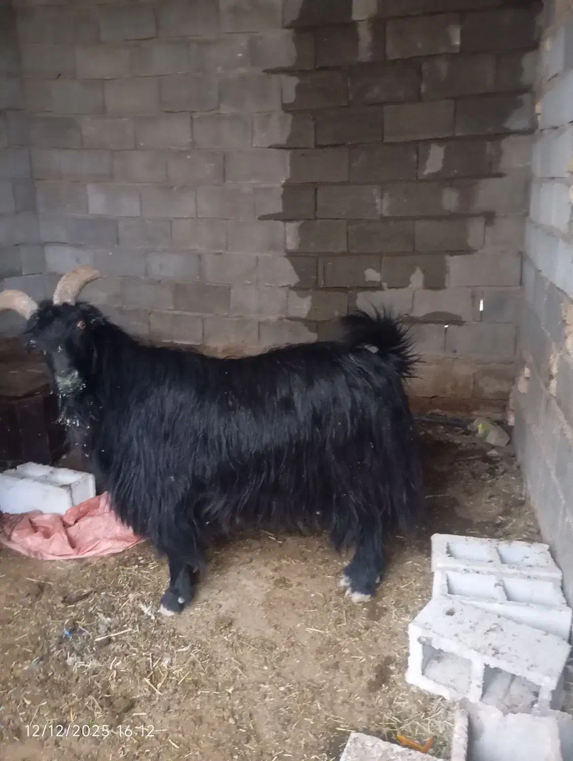 چبش بز رون درجه یک|حیوانات مزرعه|شیراز, کرونی(خاتونک)|دیوار