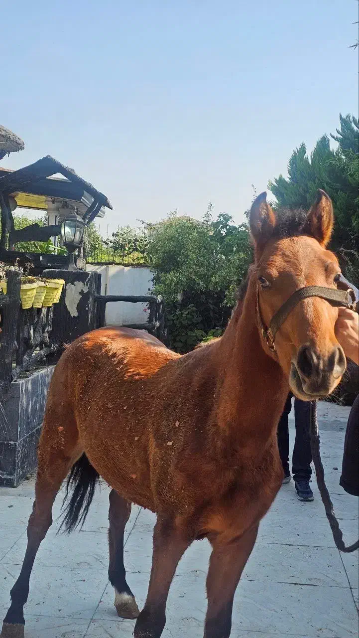 کره اسب نریان کرد اصیل|اسب و تجهیزات اسبسواری|چالوس, |دیوار