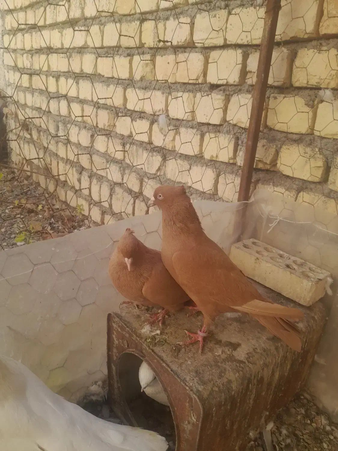 کبوتر زرد|پرنده|باغ بهادران, |دیوار