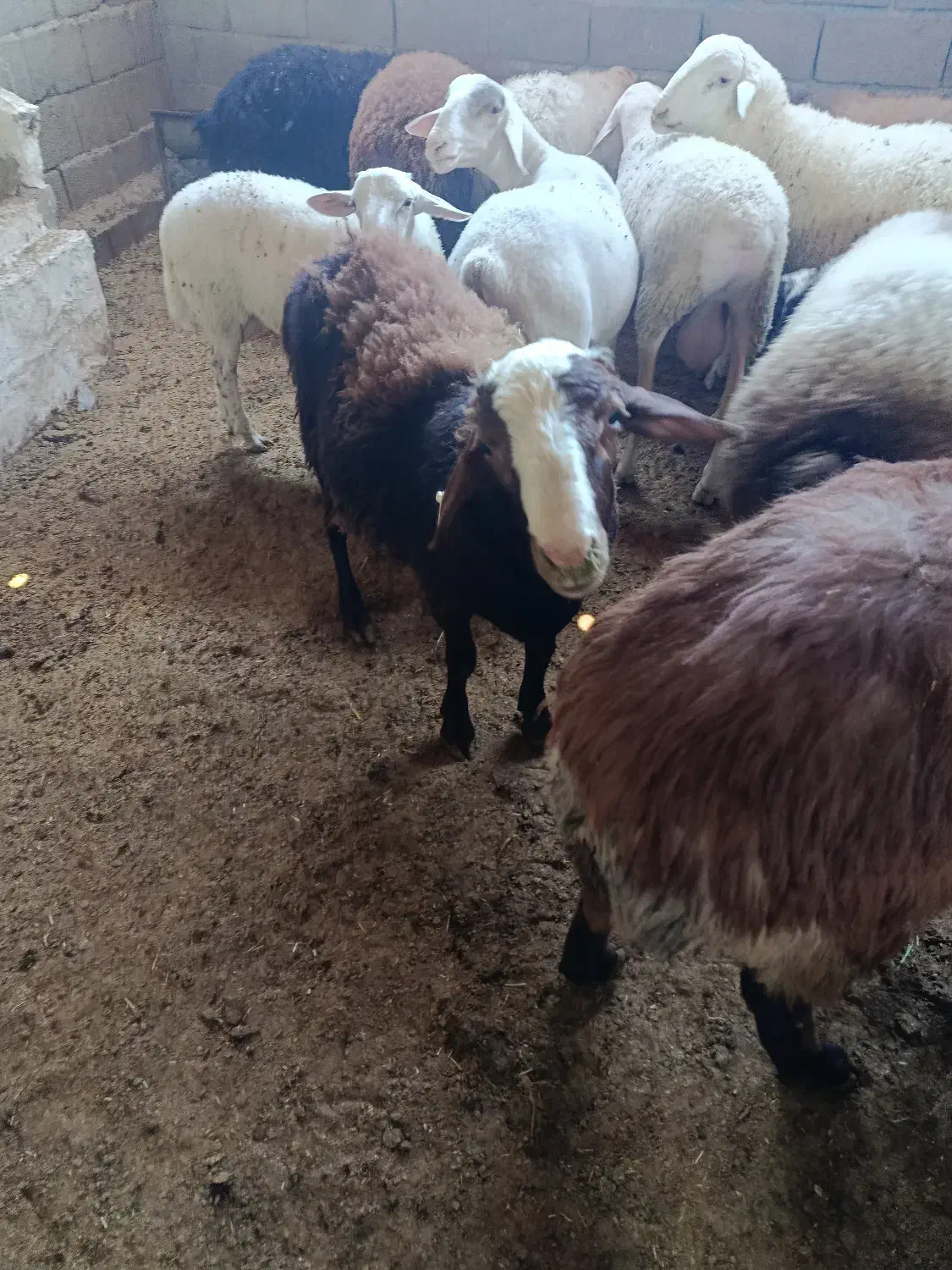 بره لاکن بره سال رومانوف وبره هترو|حیوانات مزرعه|کرج, خرمدشت|دیوار