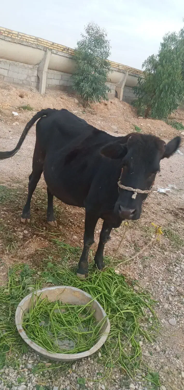 Abass|حیوانات مزرعه|دزفول, |دیوار