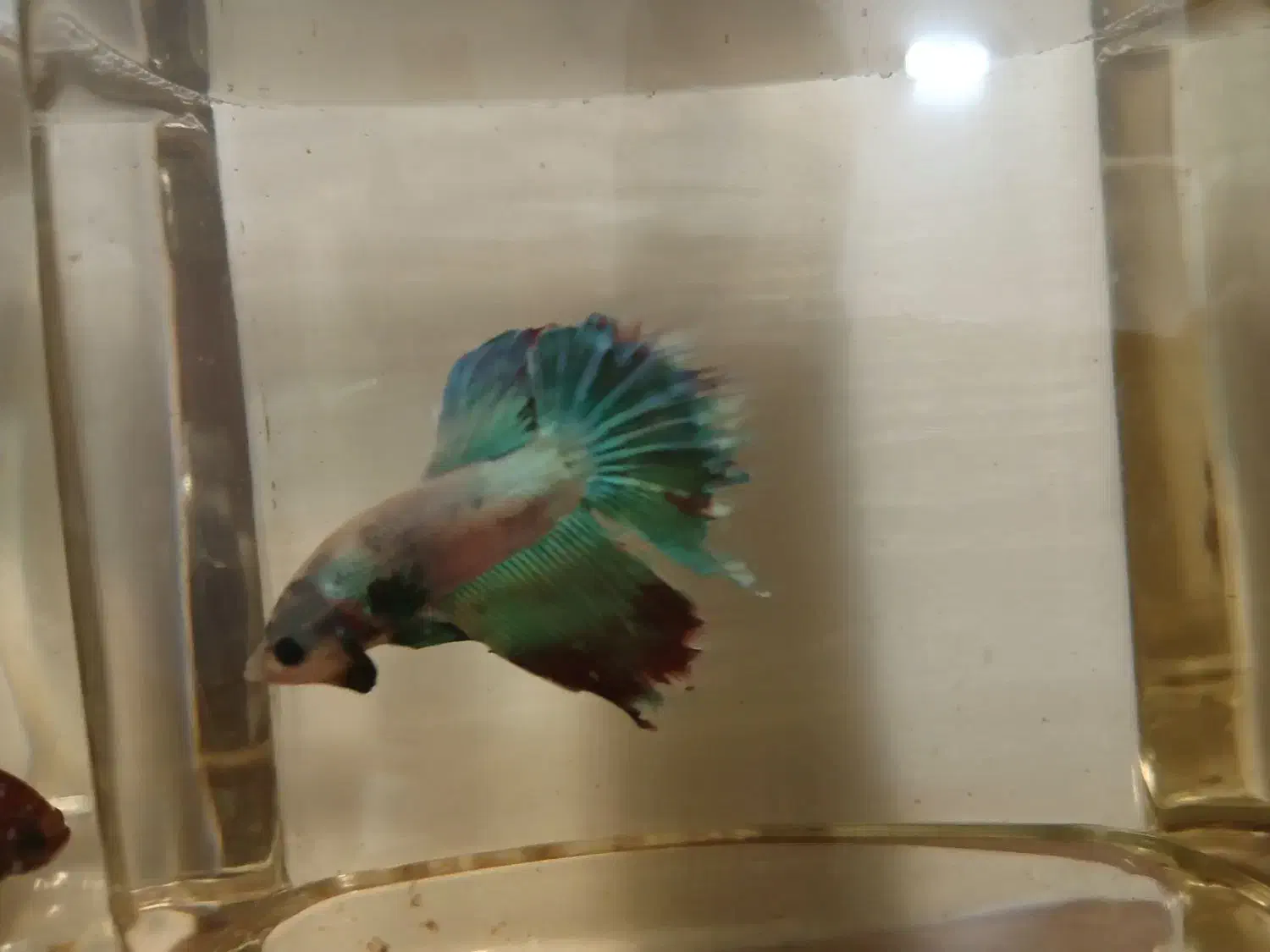 فایتر نر|ماهی|قم, باجک یک|دیوار