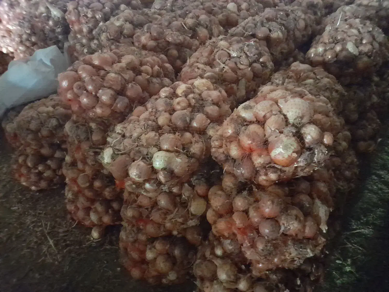 پیاز|حراج|خزل, |دیوار