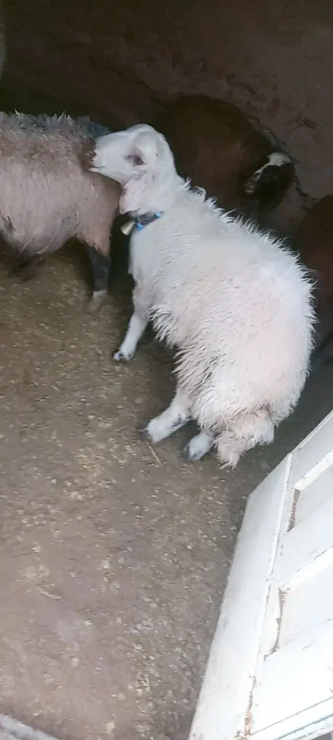 بره قوچی|حیوانات مزرعه|تربتحیدریه, کلاته توکلی|دیوار