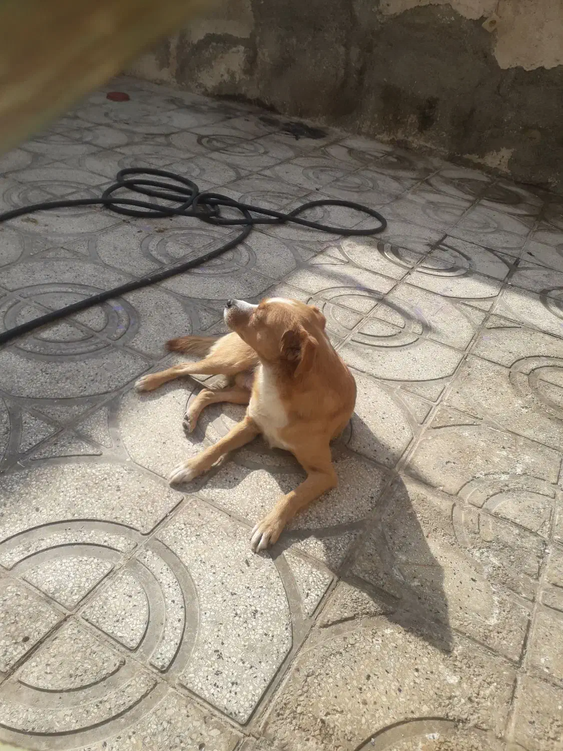 واگذاری سگ پاکوتا|سگ|شهریار, دهشاد بالا|دیوار