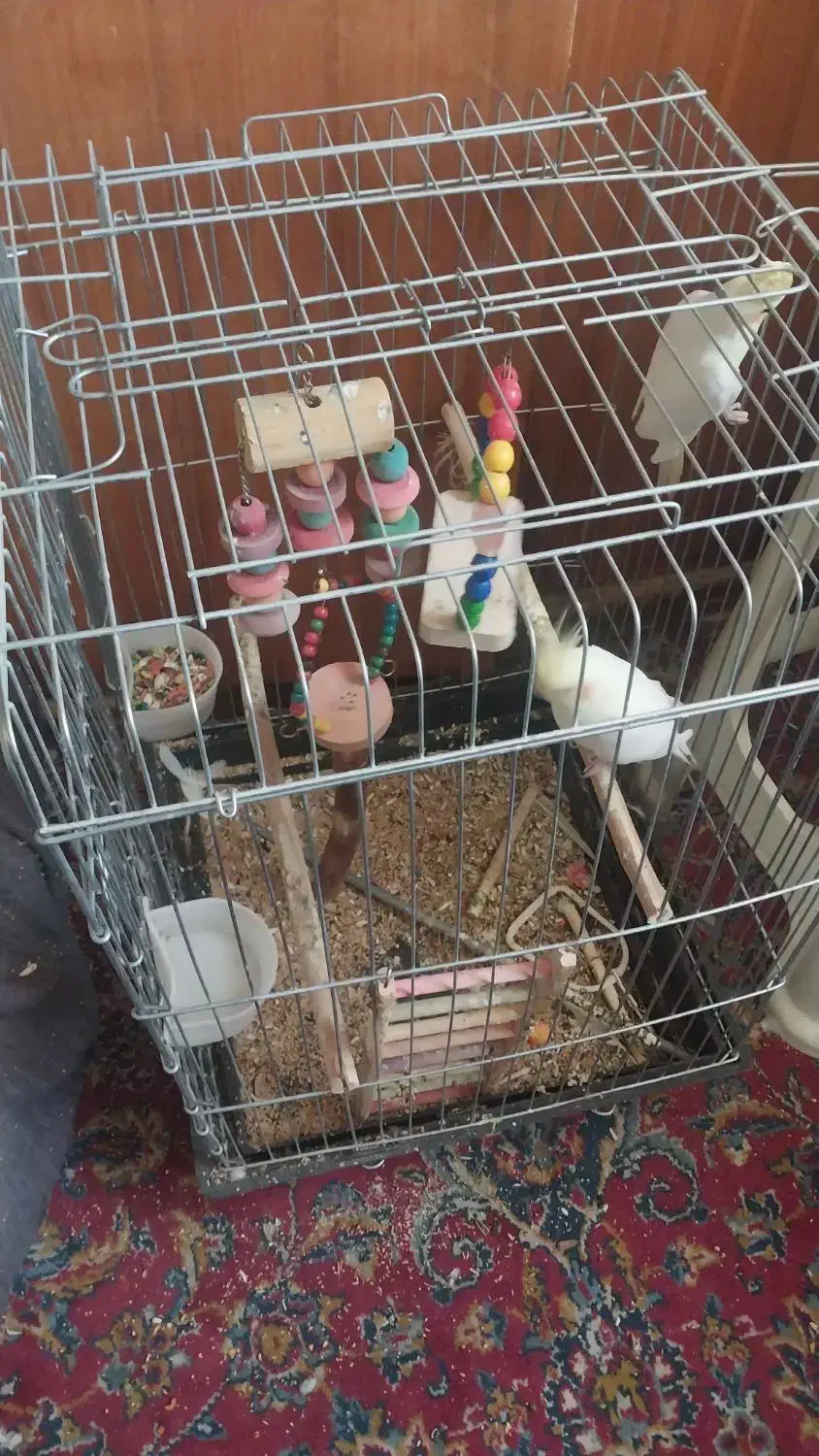 عروس هلندی زعفرانی|پرنده|فردیس, قریشی|دیوار