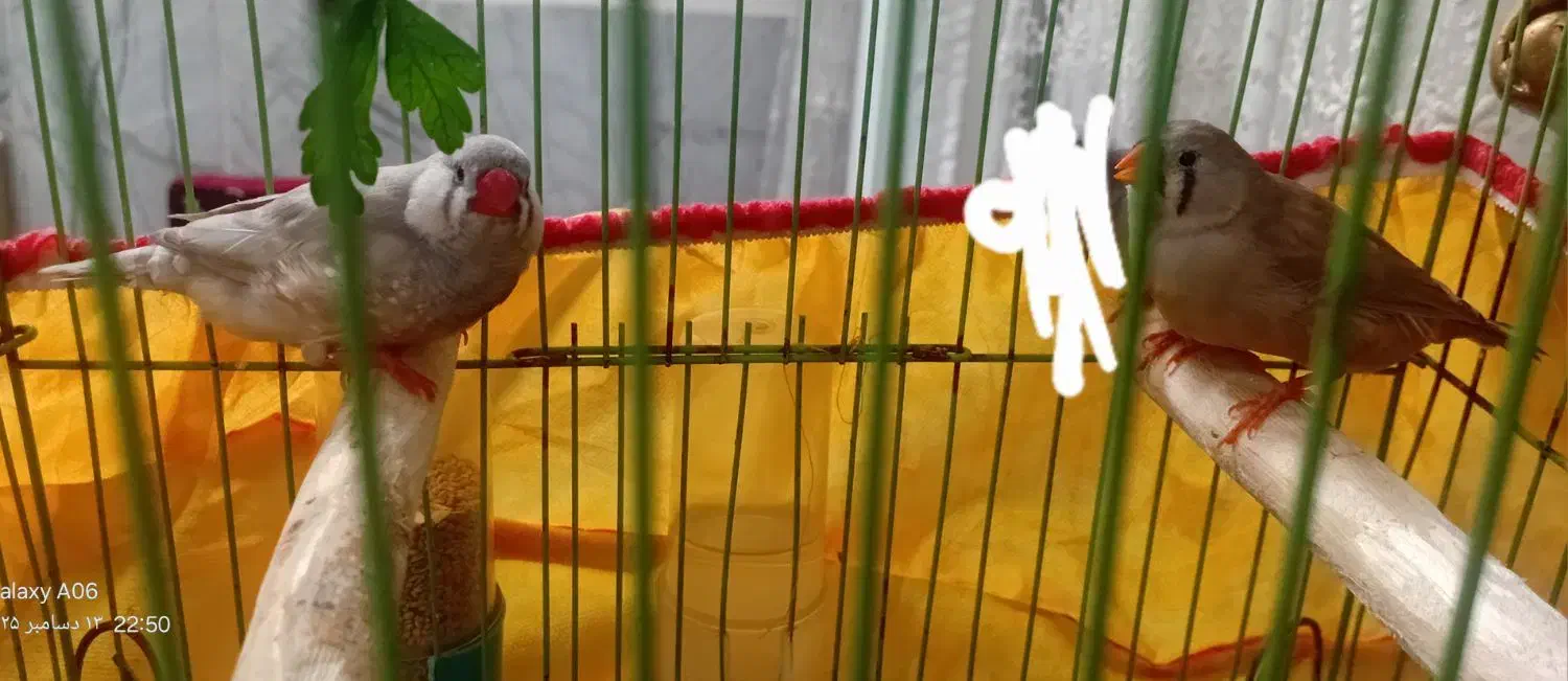 فنچ کینگ درشت|پرنده|جهرم, |دیوار