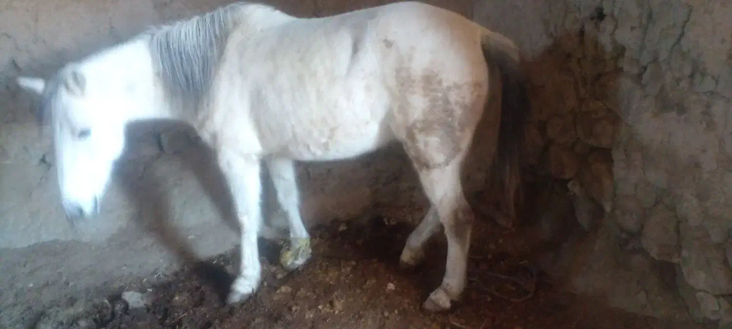 اسب محلی|اسب و تجهیزات اسب‌سواری|قوشخانه, |دیوار