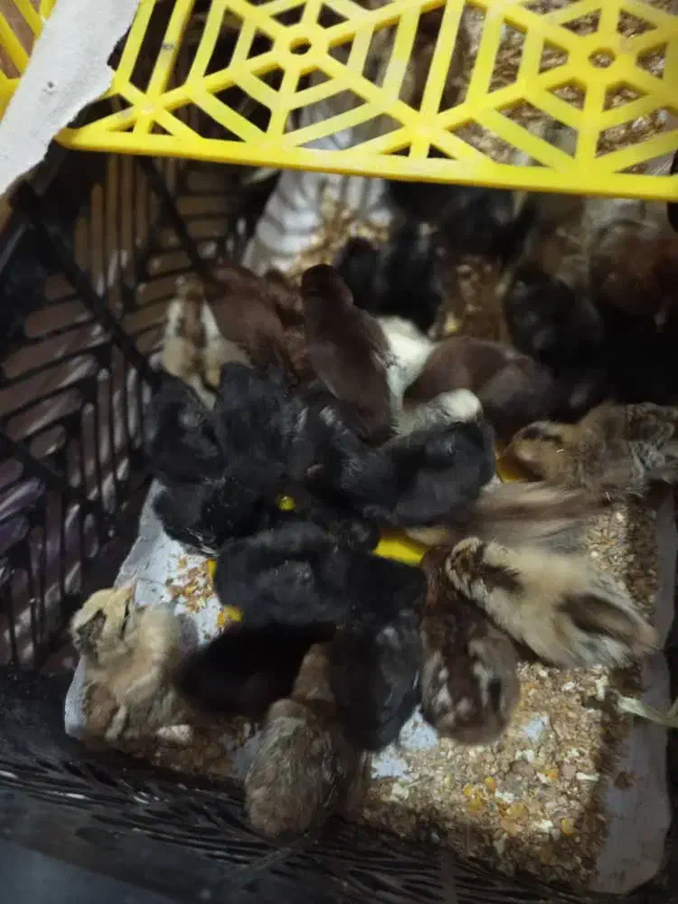 حمیدیه جوجه عرب|حیوانات مزرعه|حمیدیه, |دیوار