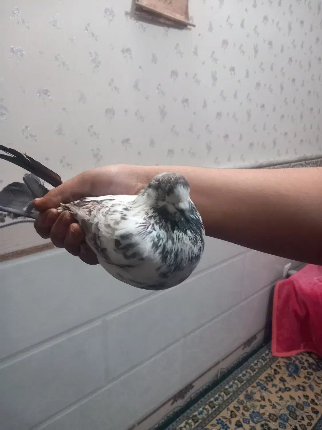 نر.|پرنده|قم, محمد آباد|دیوار