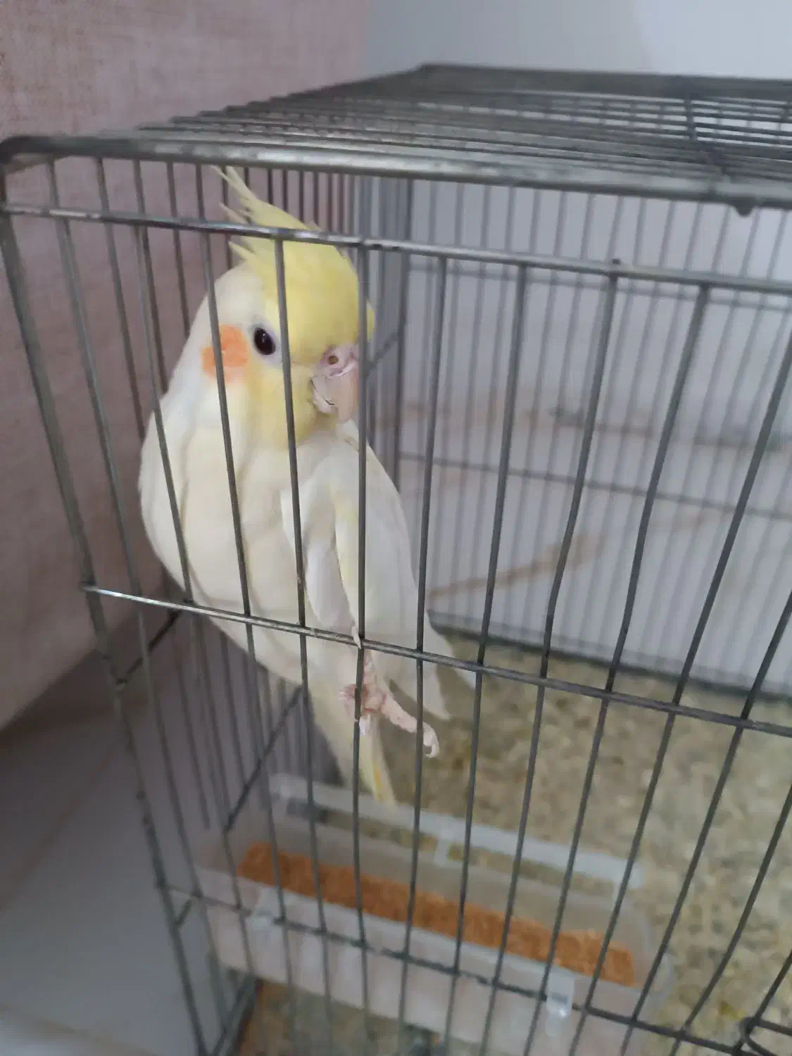 فروش عروس هلندی|پرنده|دهلران, |دیوار