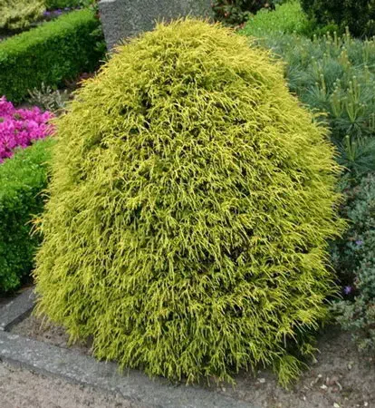 انواع نهال های تزئینی و گل های زیبا برای باغ آرایی|گل و گیاه طبیعی|تهران, شهرک گلها|دیوار