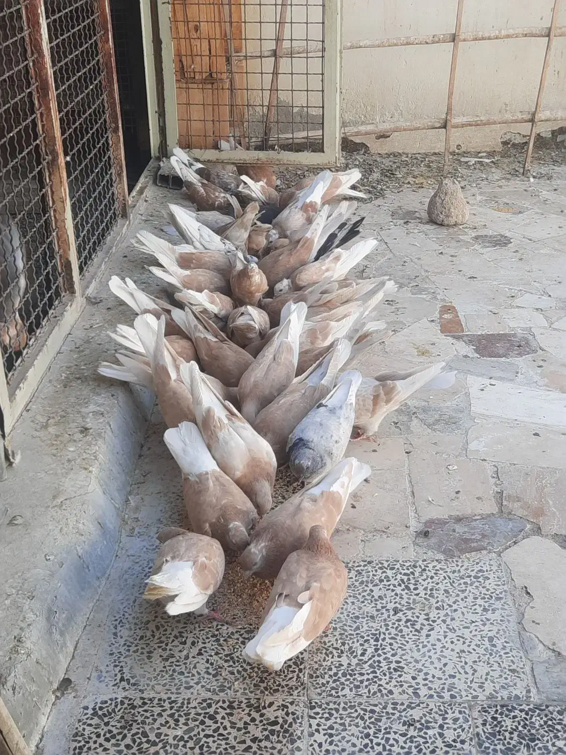 کبوتر زرد و سرخ|پرنده|اصفهان, منتظرالمهدی|دیوار