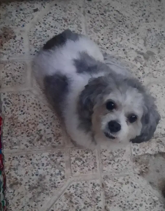 واگذاری سگ شیتزو تربیت شده|سگ|محمدشهر, محمدشهر|دیوار