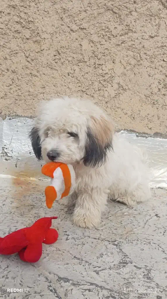 سگ خونگی فروشی فوری|سگ|اسلام‌شهر, صادقیه|دیوار