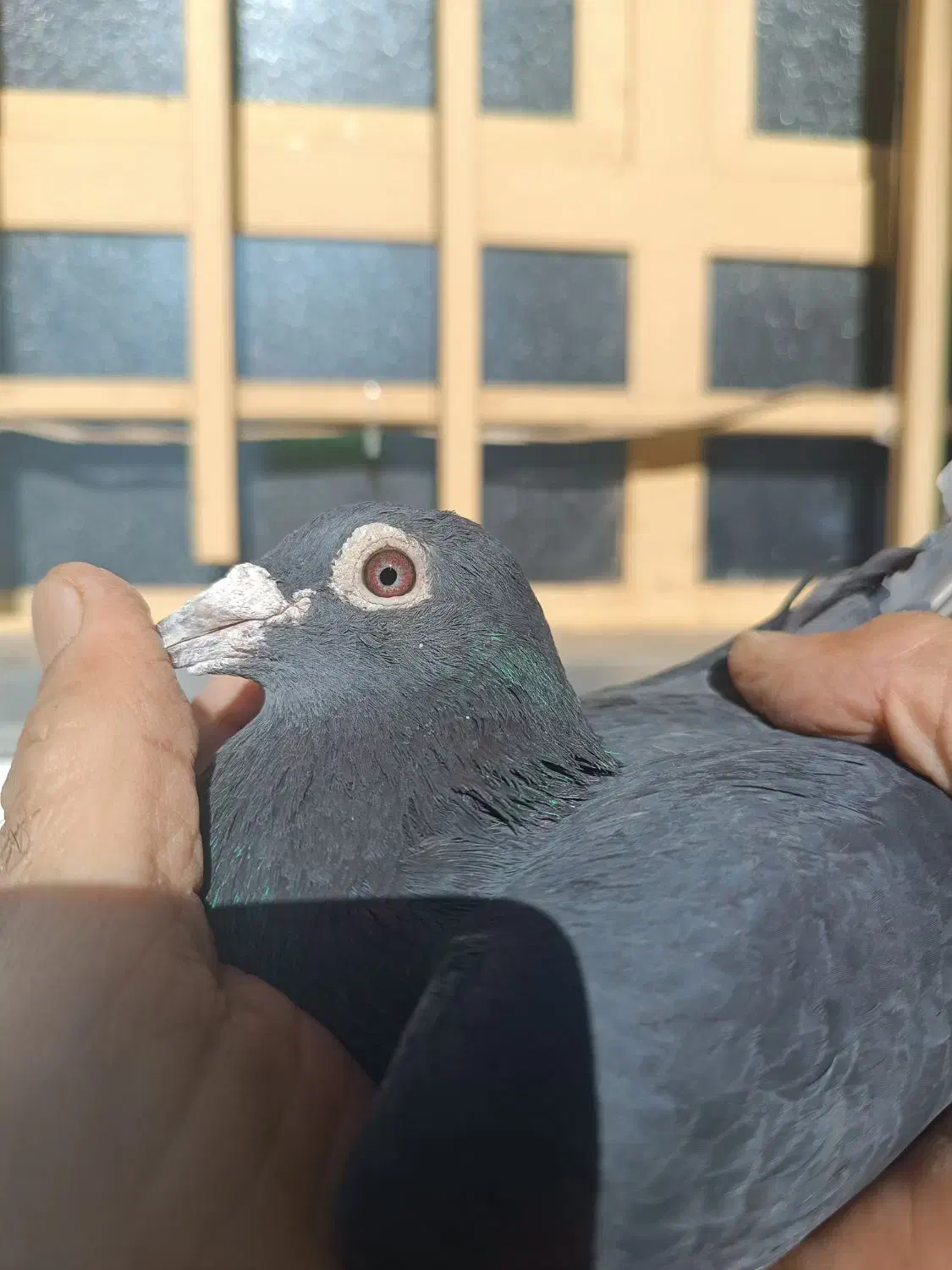 پلاک آردن|پرنده|اهواز, بیست متری شهرداری|دیوار