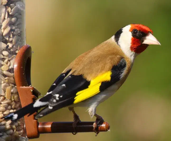 دوعدد عروس هلندی نر و مرغ عشق|پرنده|یاسوج, |دیوار