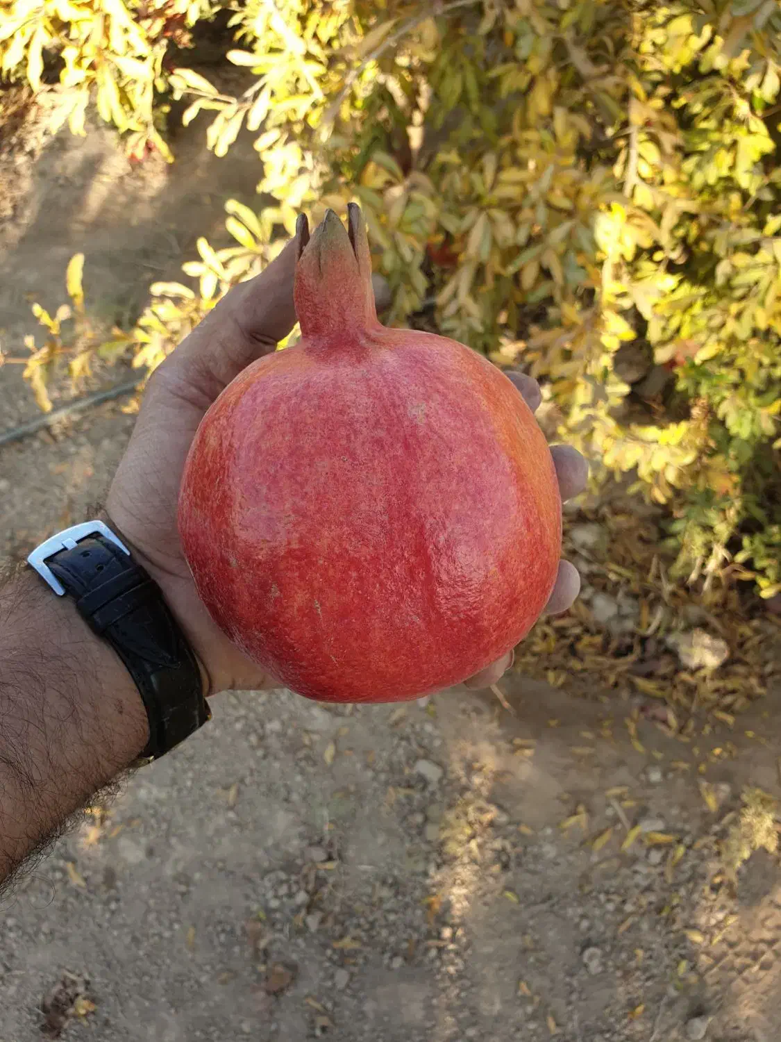 فروش یک قطعه باغ انار سند دار اول شهر|فروش زمین و ملک کلنگی|جوادآباد, |دیوار