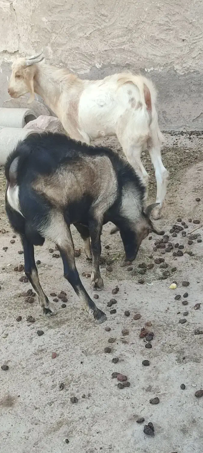 کعره کهره|حیوانات مزرعه|بستک, |دیوار