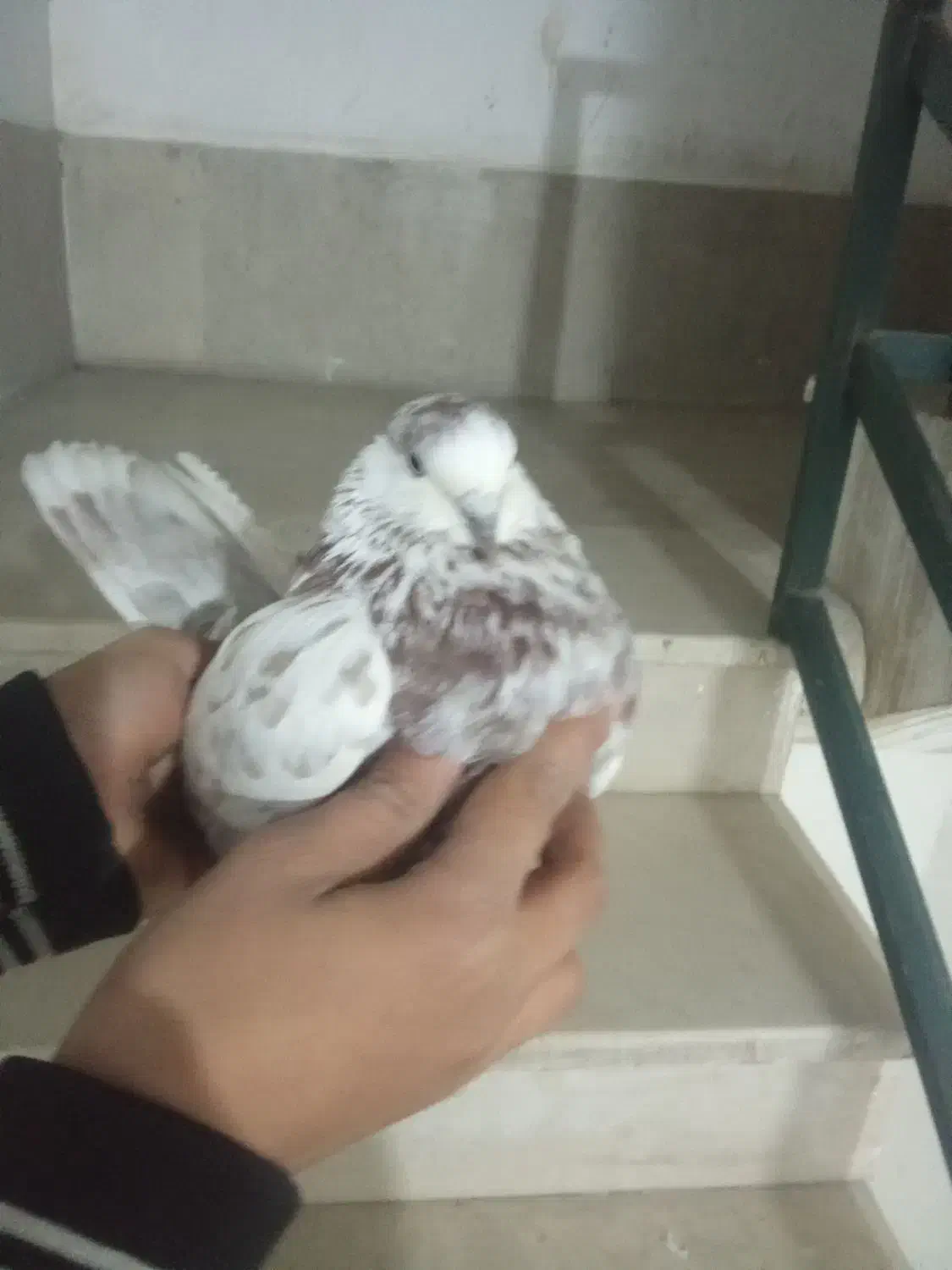 کفتر|پرنده|وحیدیه, |دیوار