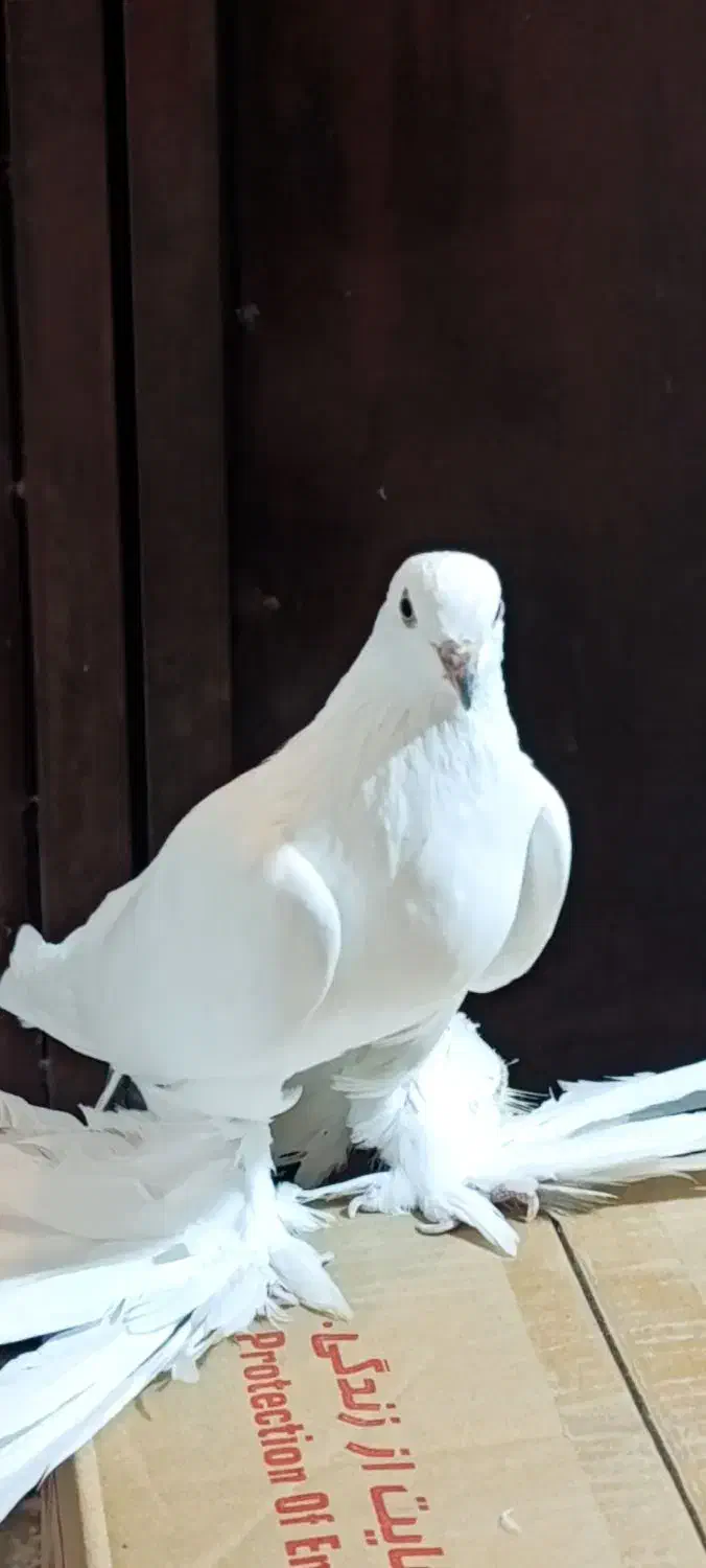 کبوتر تزئینی|پرنده|گوگان, |دیوار