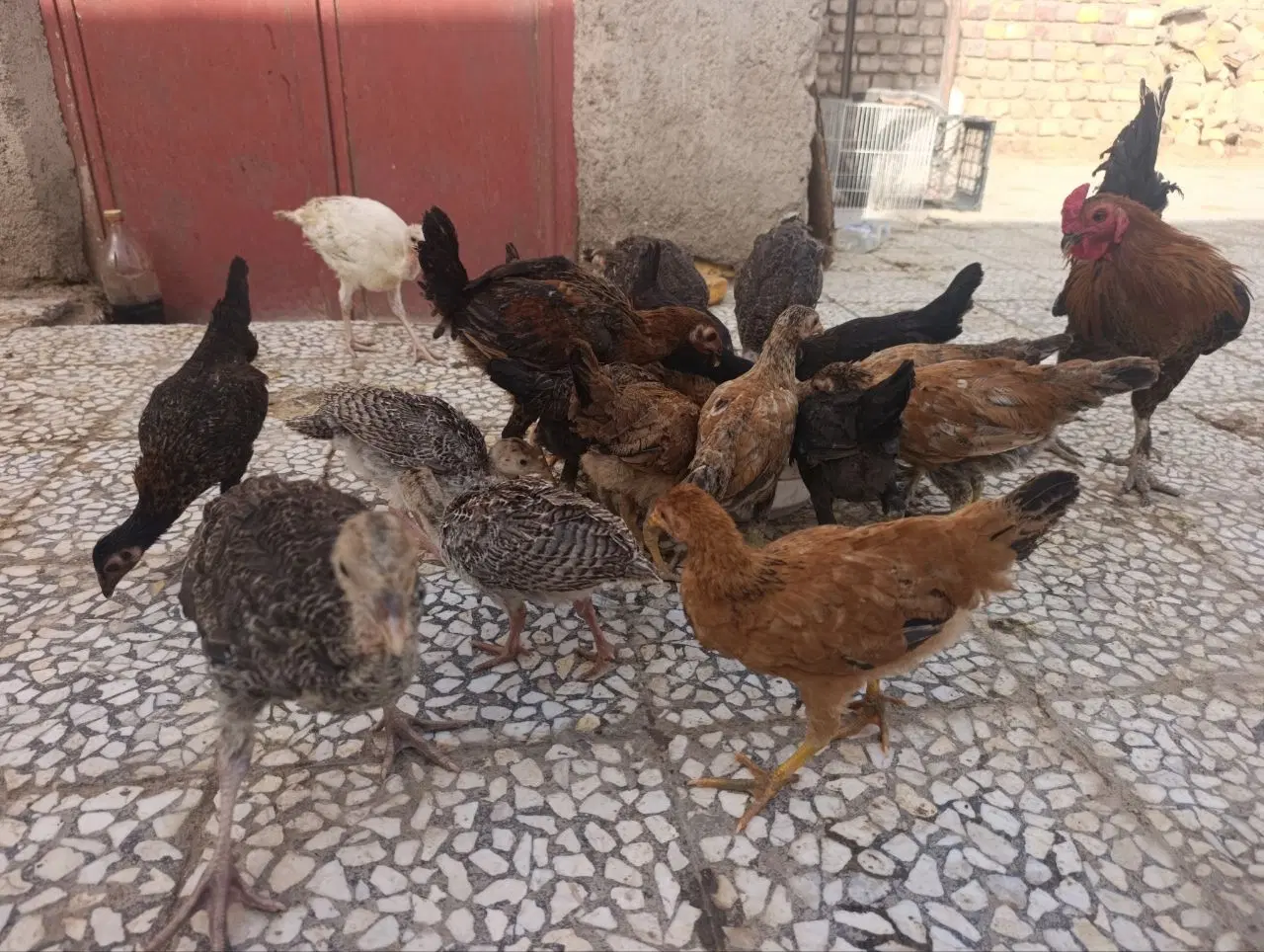جوجه محلی|حیوانات مزرعه|خمک, |دیوار