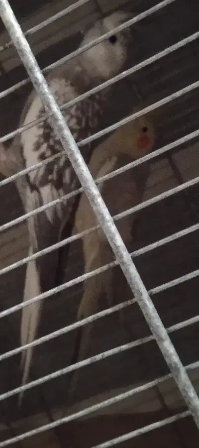 6عدد عروس ماده بالغ 2تا ایزابل آهویی یکی 2سینامون|پرنده|هشتگرد, هشتگرد قدیم|دیوار