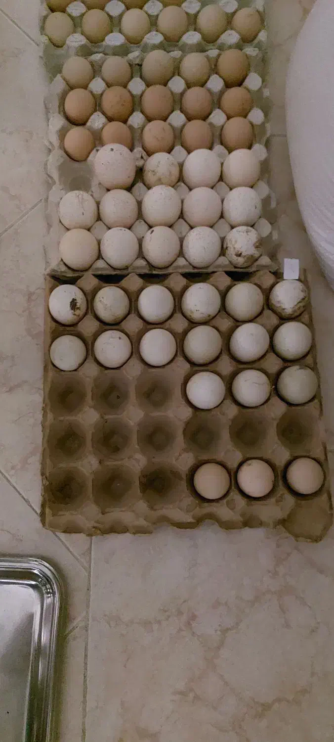 تخم اردک اسرائیلی و بوقلی و شاخدار|حیوانات مزرعه|رشت, چله خانه|دیوار