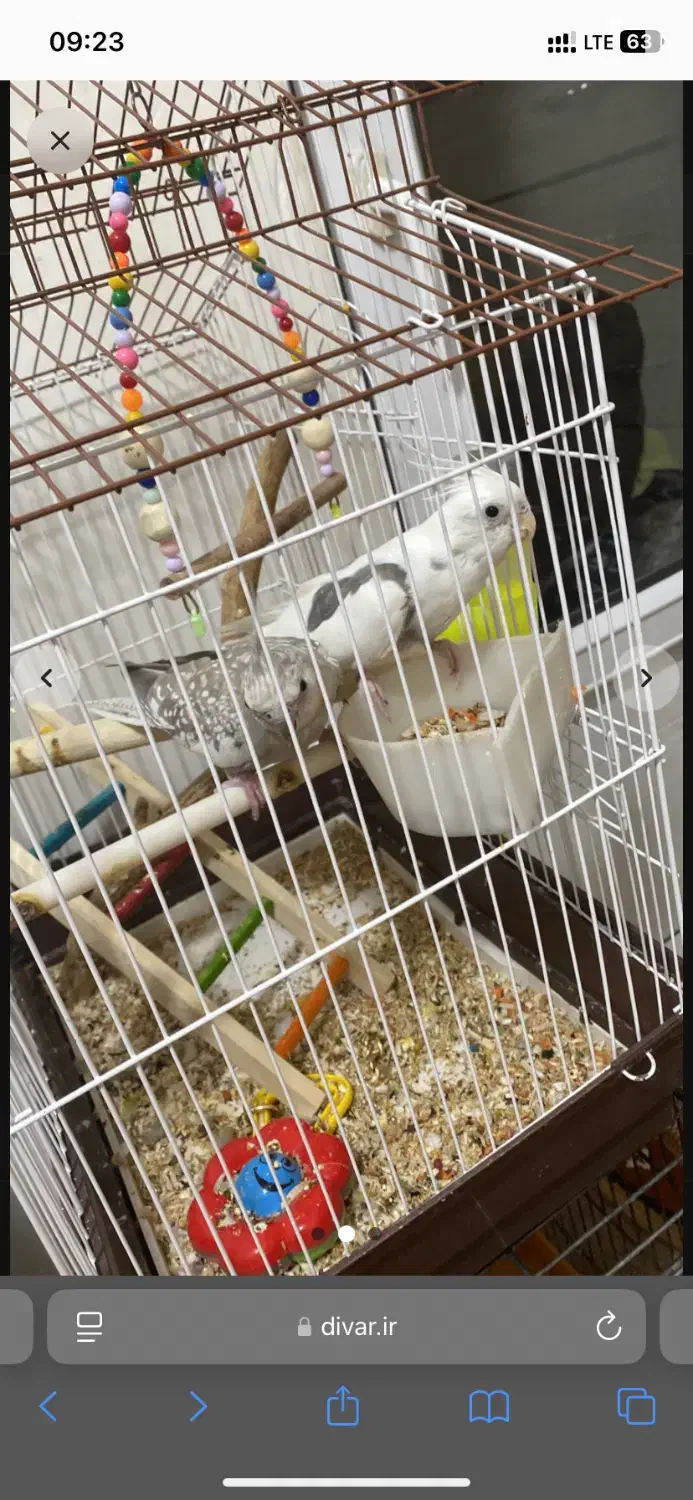 عروس|اسباب‌بازی بچه|هشتگرد, فاز ۷ مهستان|دیوار