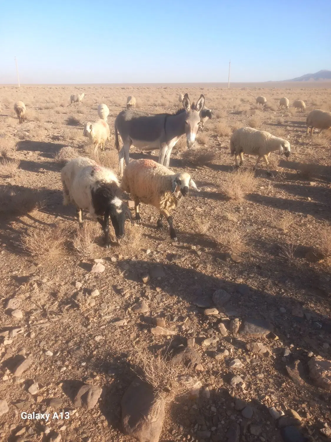الاغ|حیوانات مزرعه|کیانشهر, |دیوار