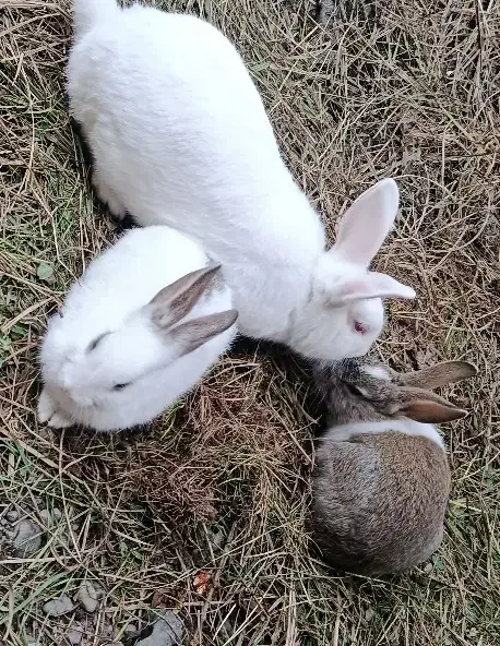 خرگوش|موش و خرگوش|ماسال, |دیوار