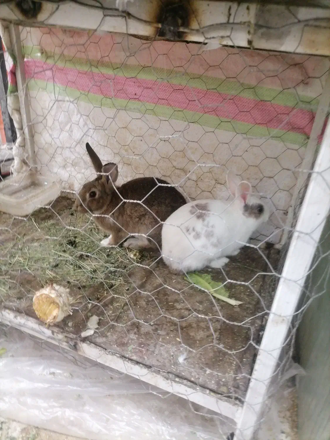 خرگوش نر|موش و خرگوش|زاهدان, |دیوار