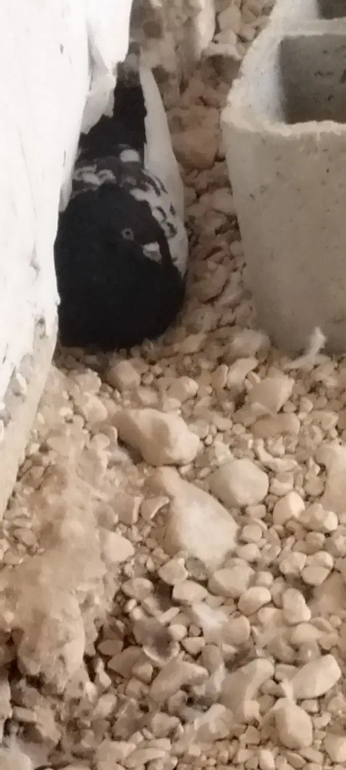 فروش تعدادی کبوتر سینه سیاه|پرنده|ششده و قره بلاغ, |دیوار