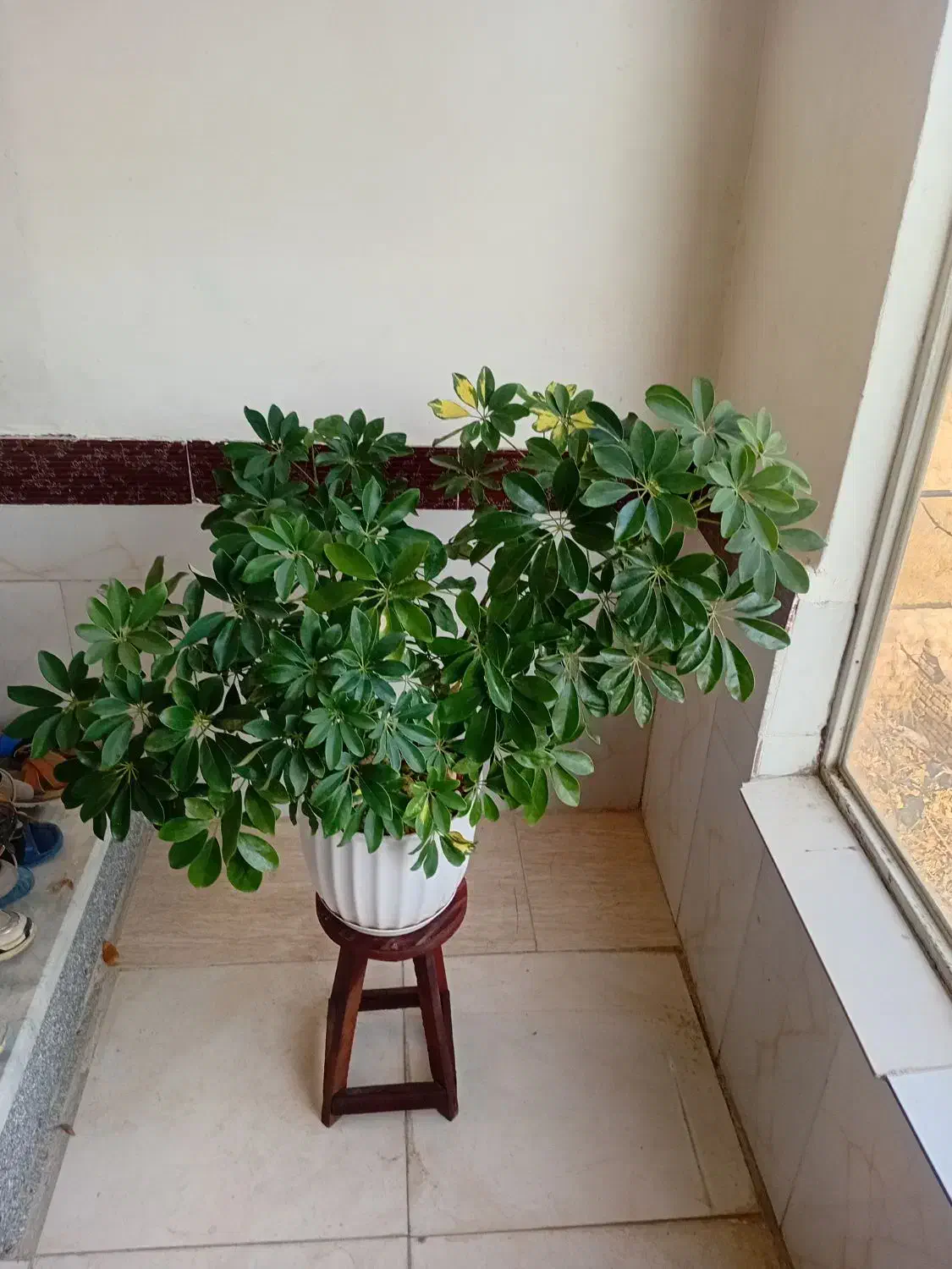 گل شفلرا|گل و گیاه طبیعی|قوچان, |دیوار