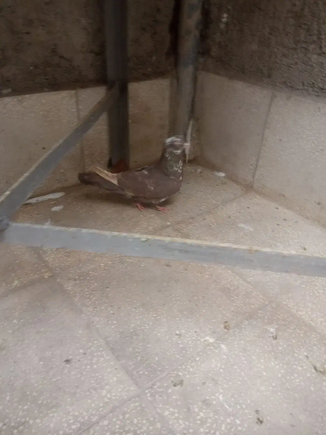 کفتر|پرنده|سبزوار, پیروزی|دیوار