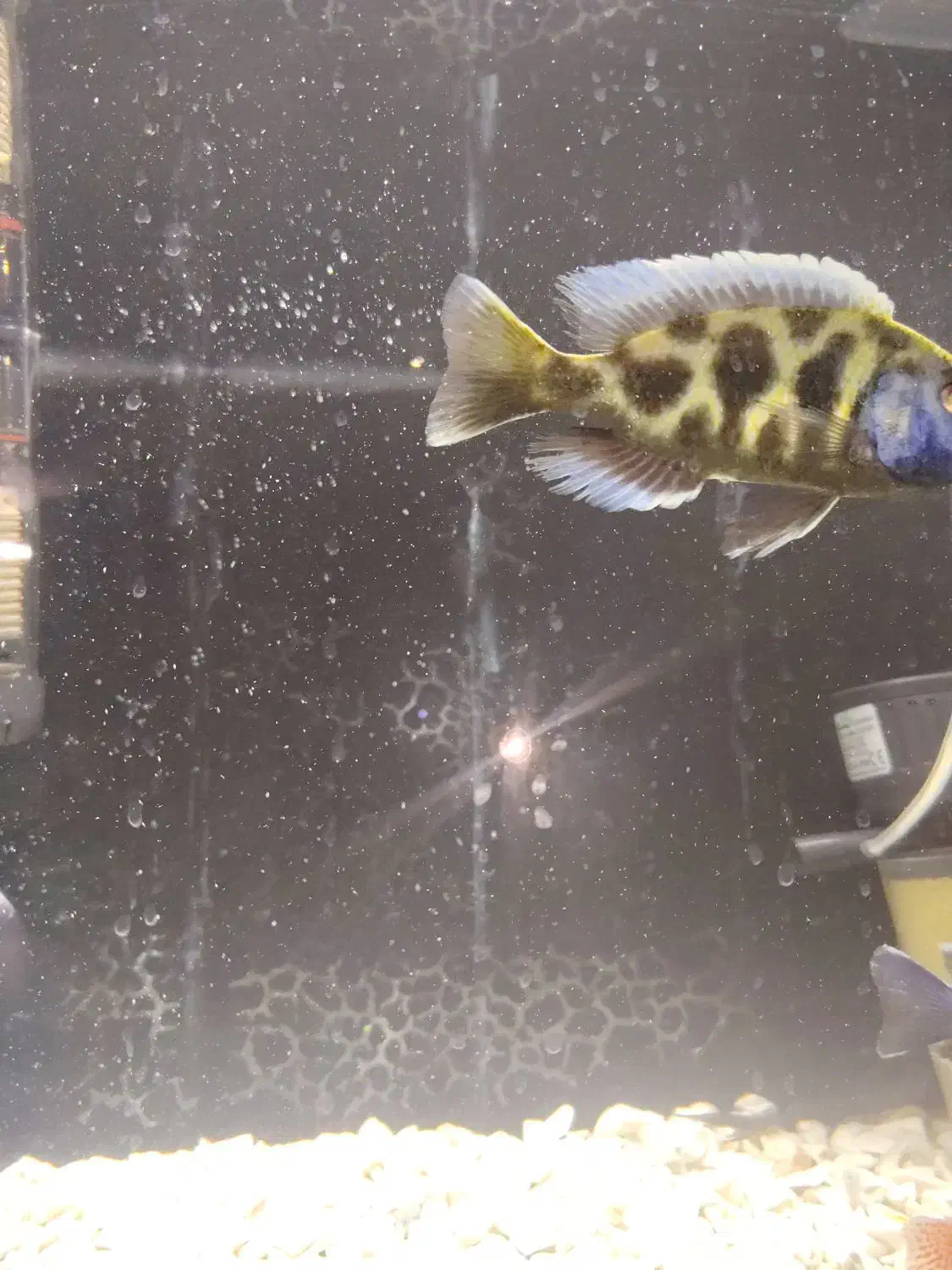 ماهی سیچیلاید|ماهی|شهرضا, |دیوار