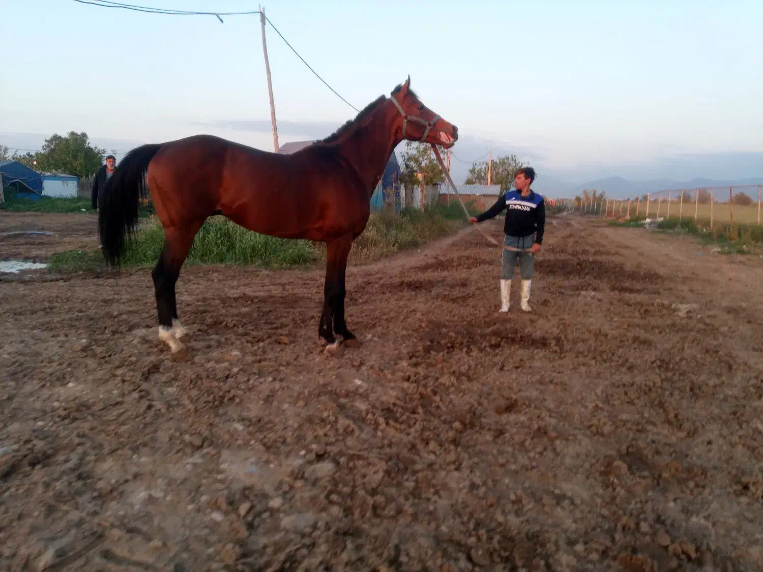 اسب نریان دوخون ۵ ساله قد بلند|اسب و تجهیزات اسبسواری|ری, امین آباد|دیوار