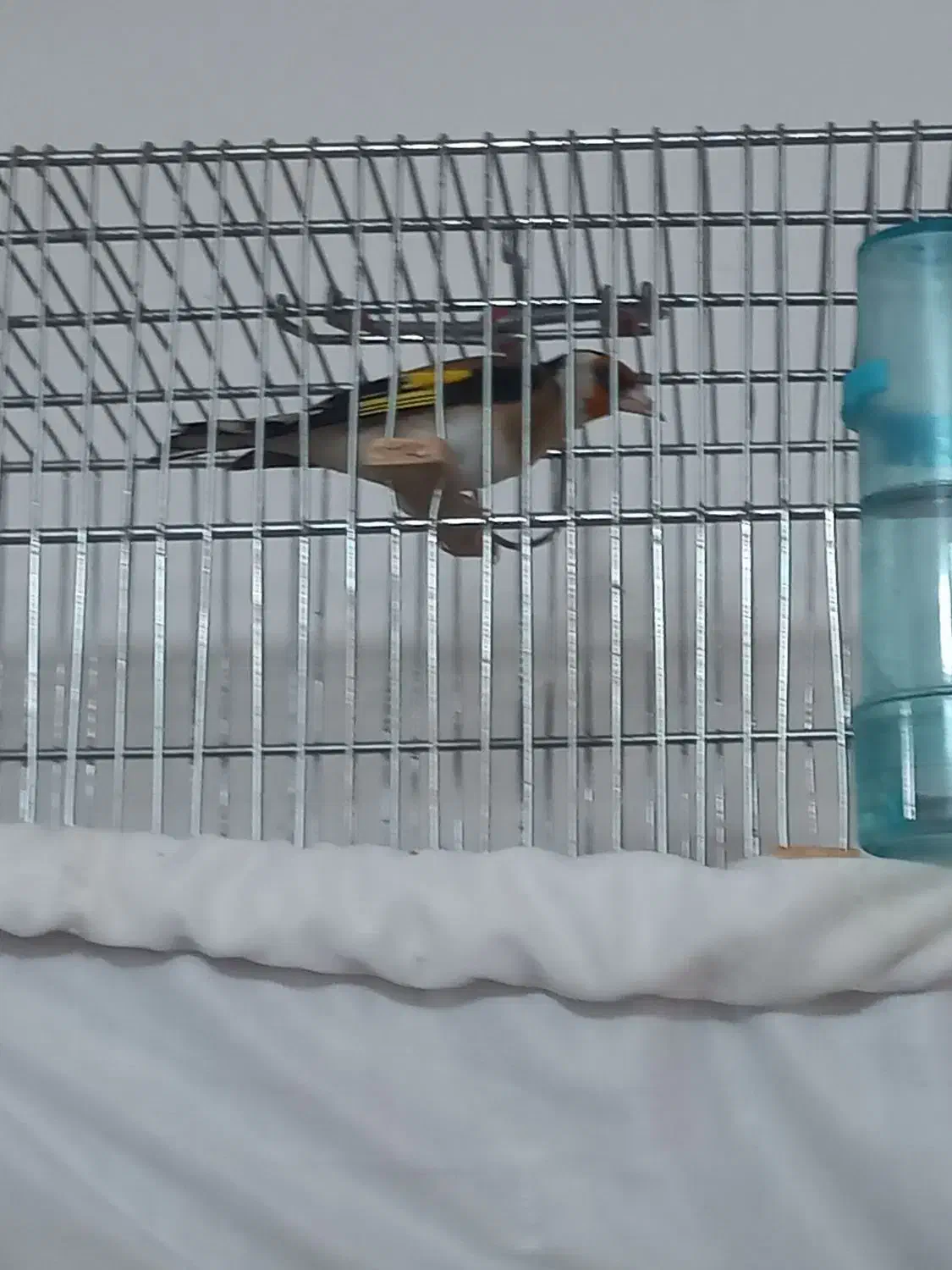 سهره جفت قناری|پرنده|رشت, فلسطین|دیوار