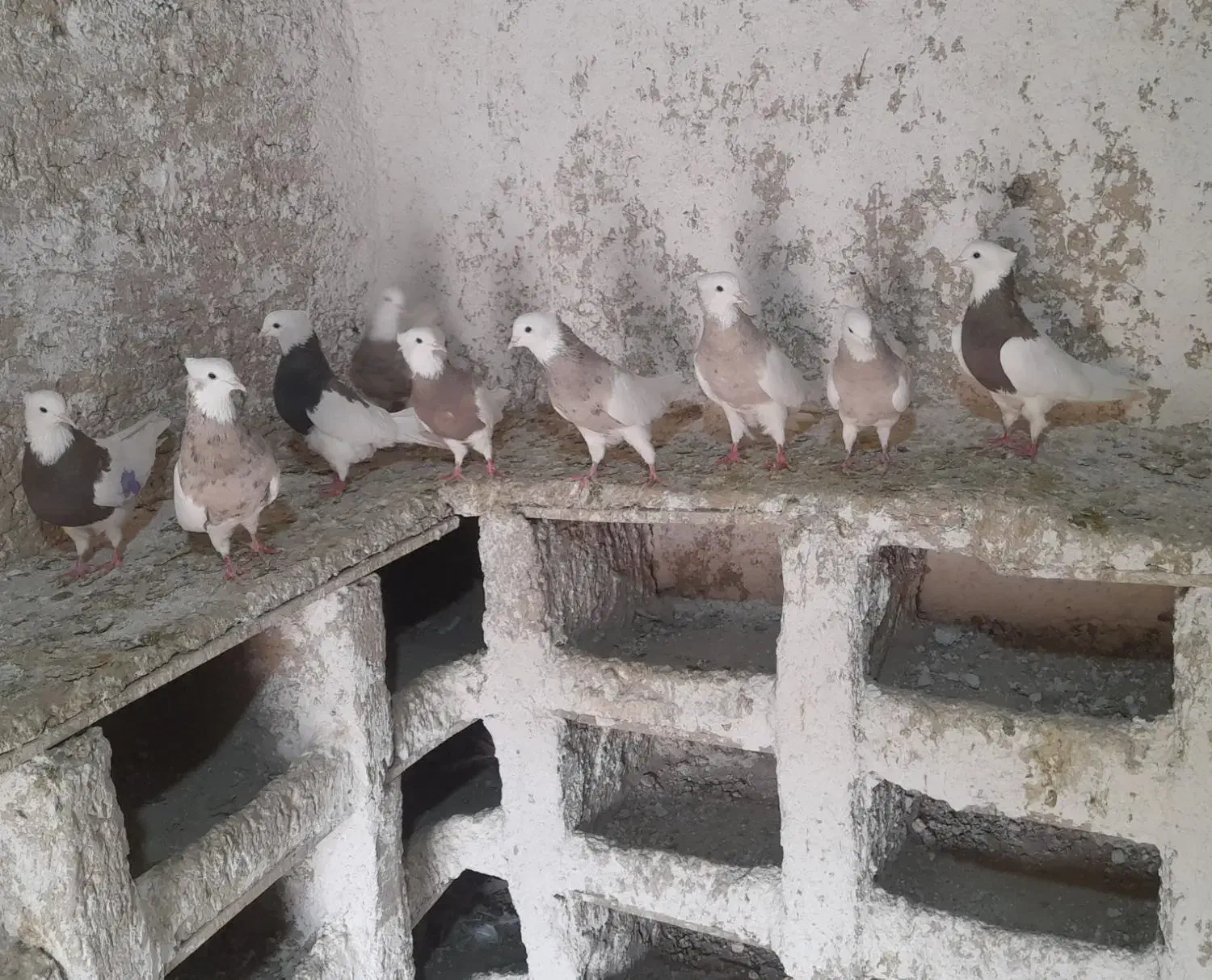 کبوترطوق اجری|پرنده|کنگاور, |دیوار