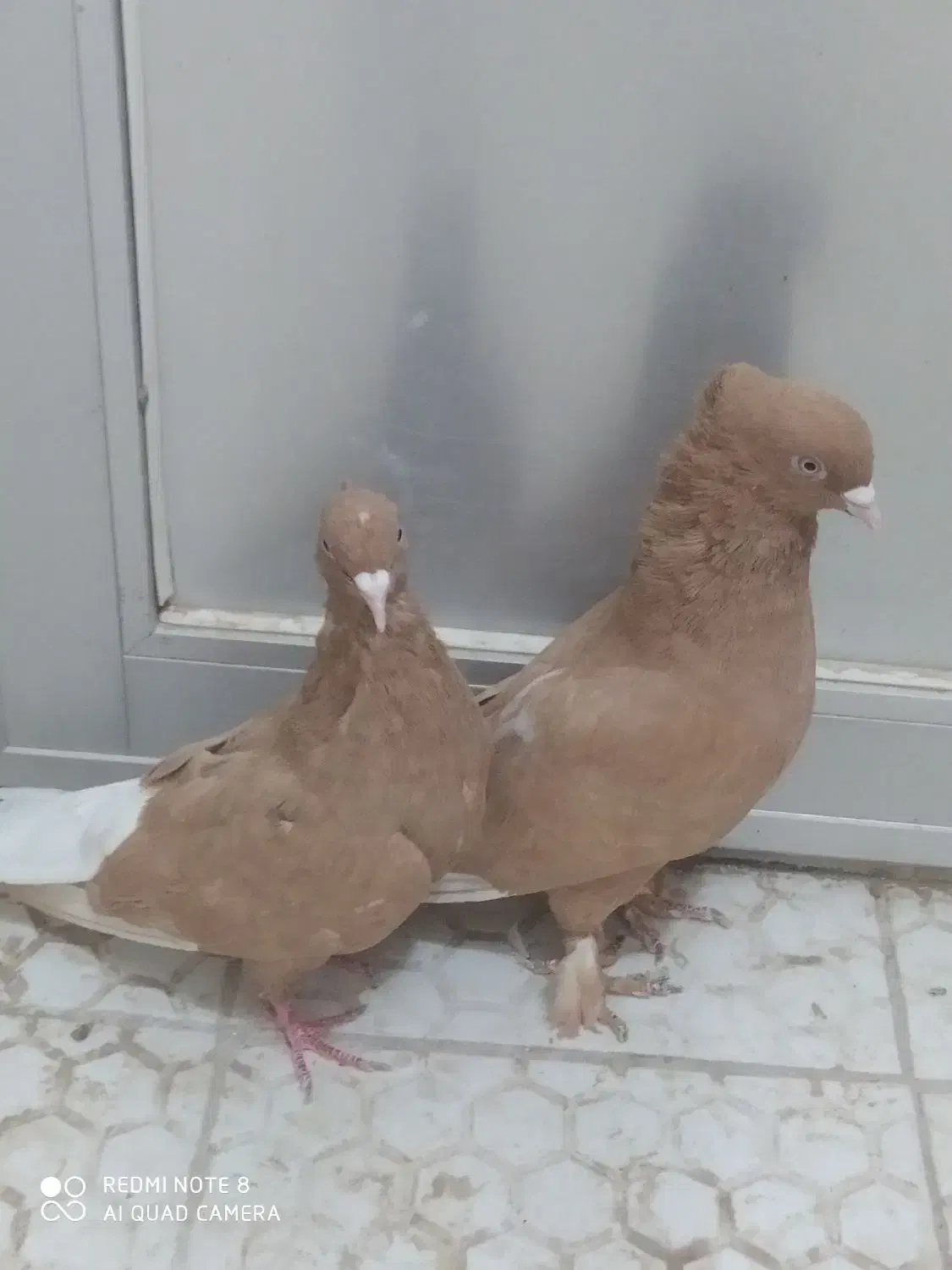 جفت زرد دم سفیدکاکل|پرنده|تربت‌حیدریه, یحیی آباد|دیوار