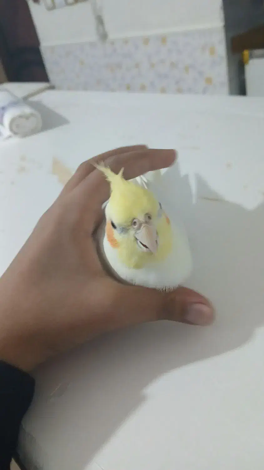 عروس هلندی لوتیتو|پرنده|سنندج, |دیوار