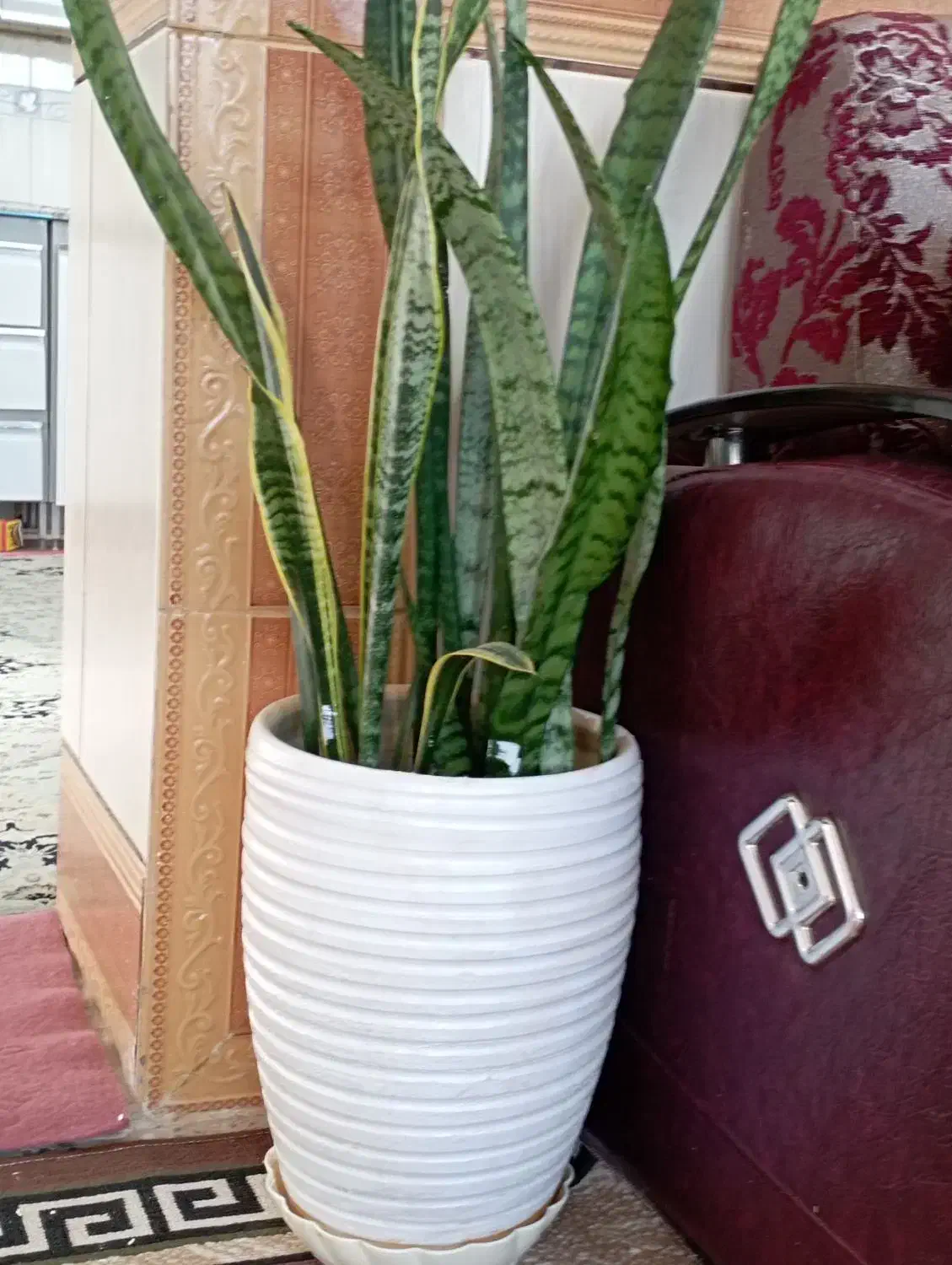 گل سانسوریا دو رنگ|گل و گیاه طبیعی|بهمن صغاد, |دیوار