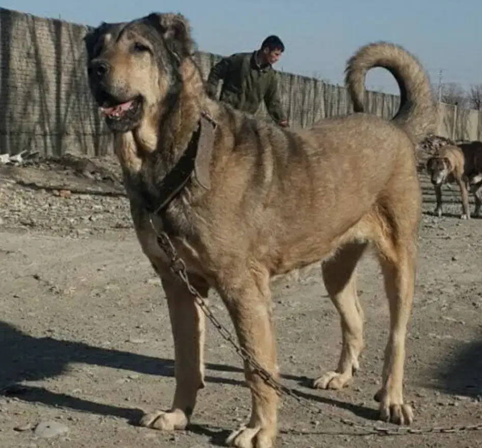 سرابی اصیل|سگ|مشهد, کارگران|دیوار