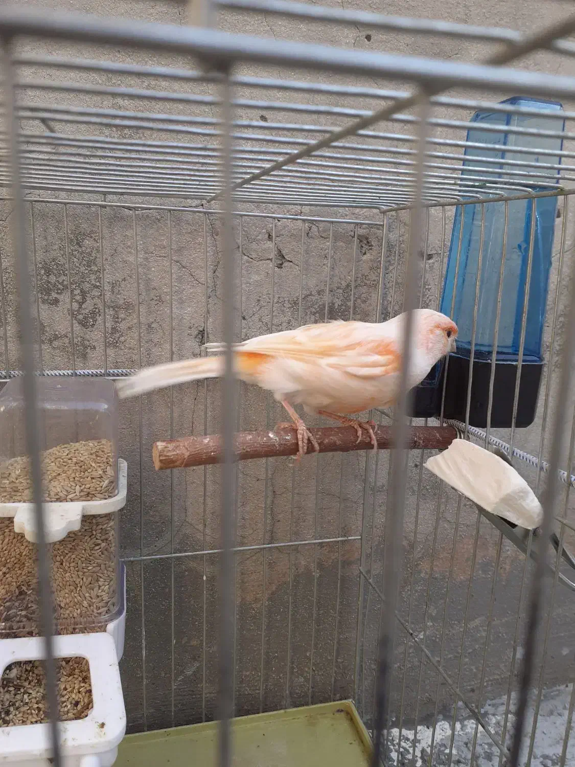 قناری ماده یک ساله|پرنده|دینور, |دیوار