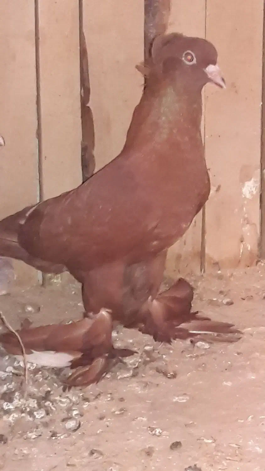 کفترراعبی|پرنده|قم, کاسه گران|دیوار