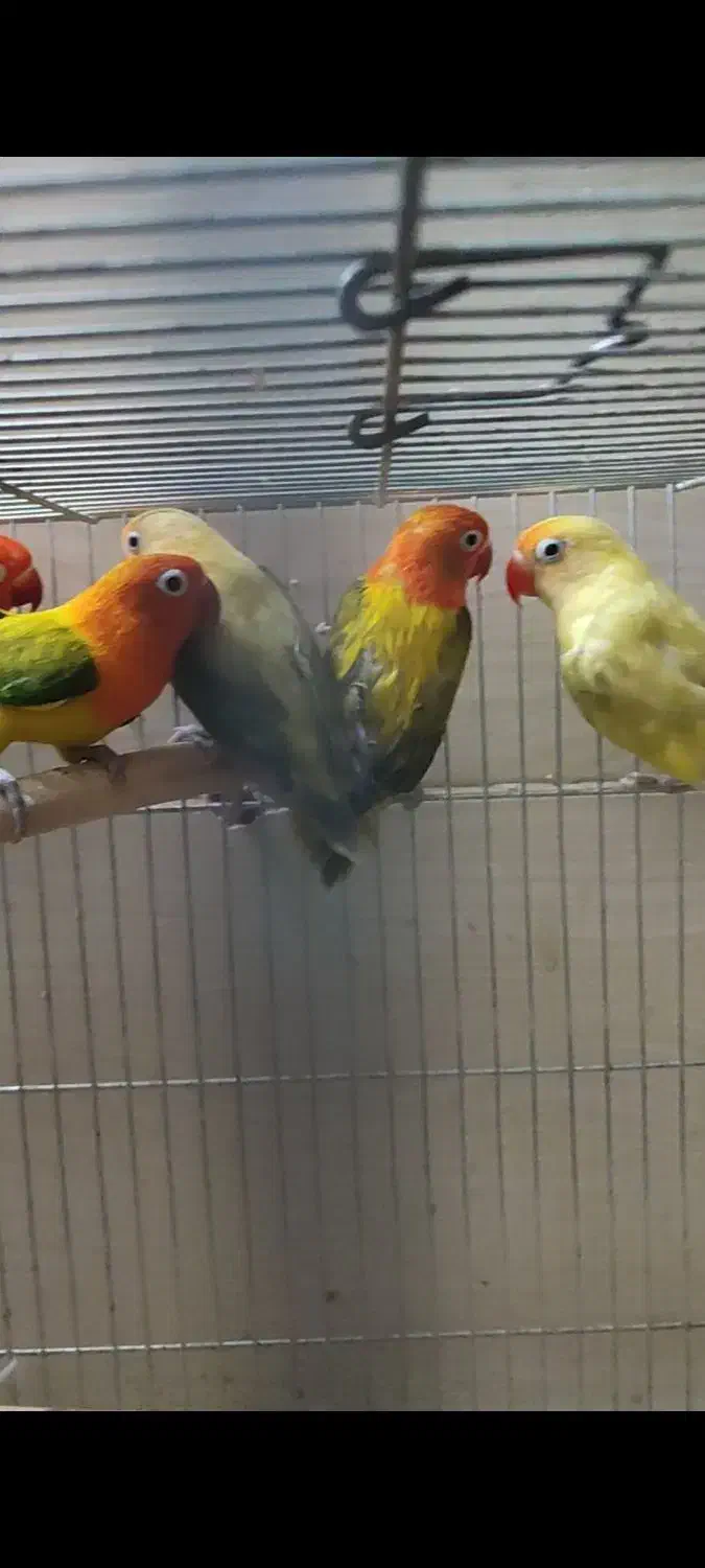 گرینچیک.خورشیدی.برزیلی.ردچیک.عروس|پرنده|تهران, شهرک استقلال|دیوار