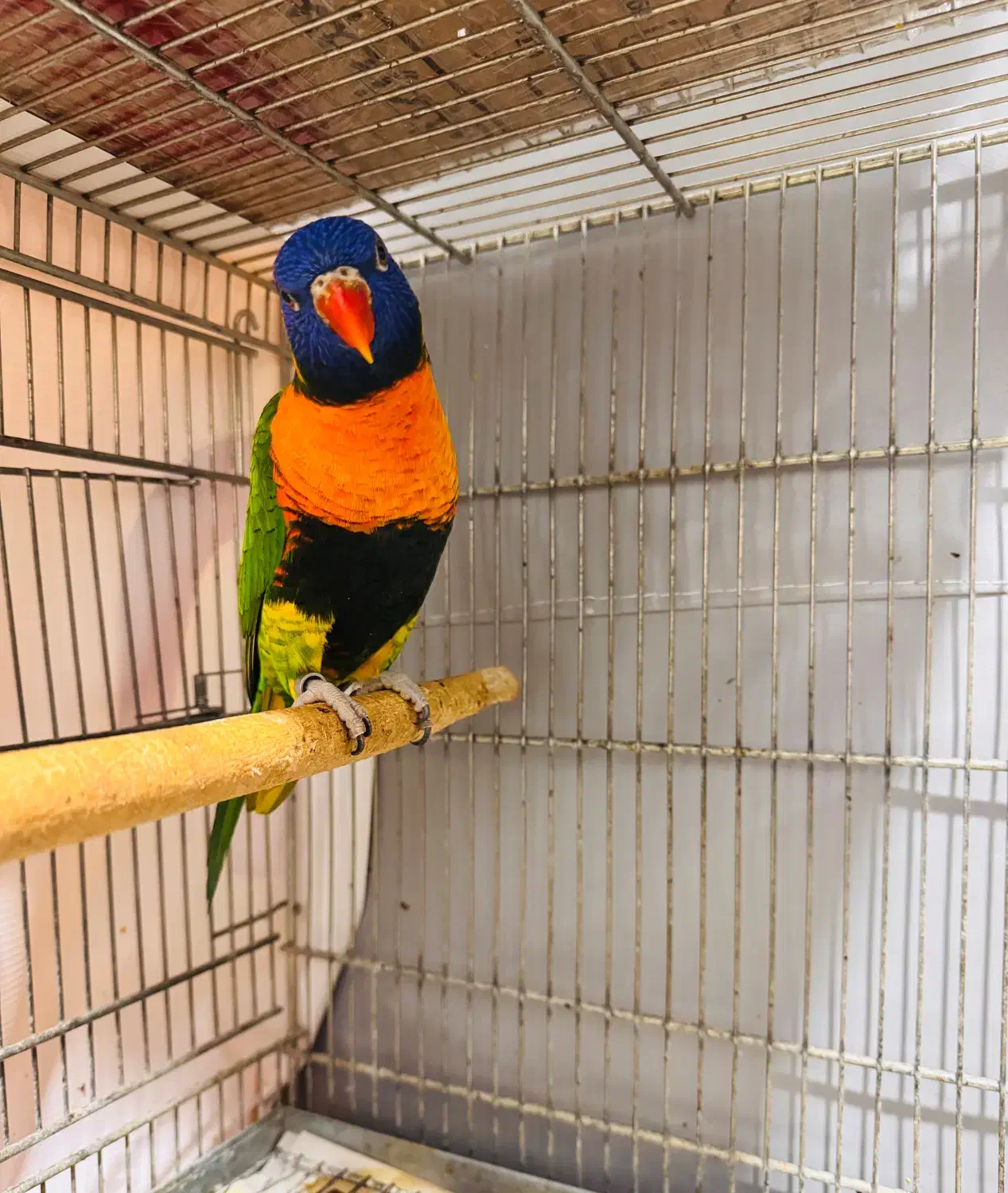 لوری|پرنده|چغادک, |دیوار